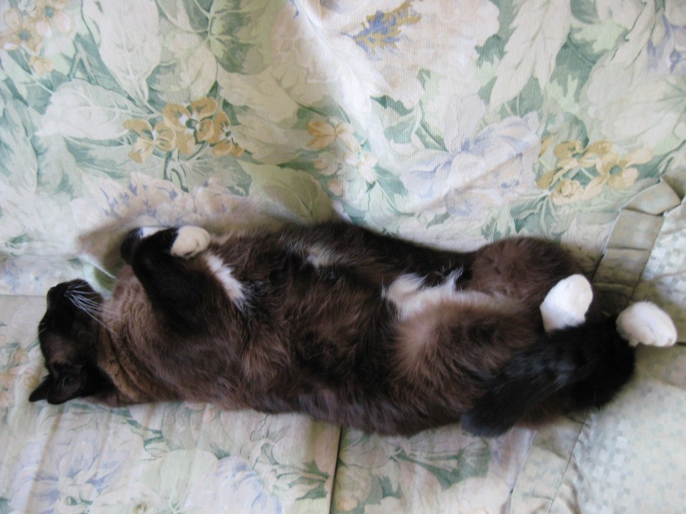 Snow day May 29 2010 297 (2)