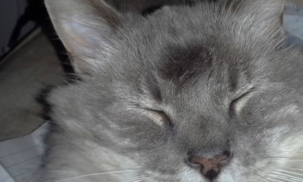 256x256_fit_one_bestfit (5)